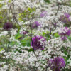Anthriscus sylvestris Ravenswing - 3L