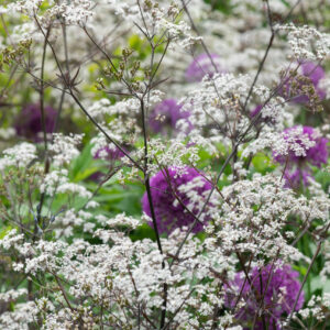 Anthriscus sylvestris Ravenswing