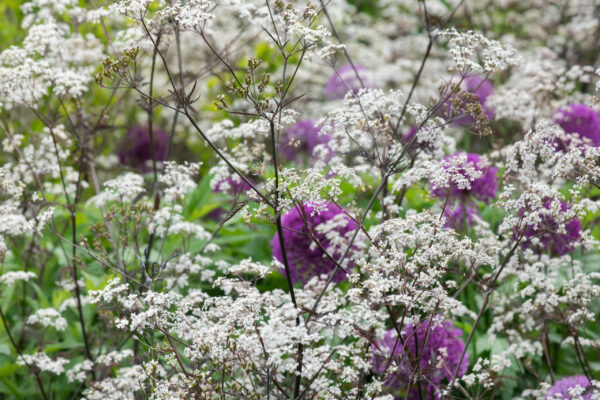 Anthriscus sylvestris Ravenswing