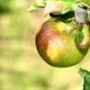 Malus Cox's Orange Pippin / Fruiting Apple tree - 110L 18-20cm girth, 1/2 Standard
