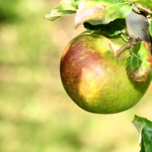 Malus Cox's Orange Pippin / Fruiting Apple tree