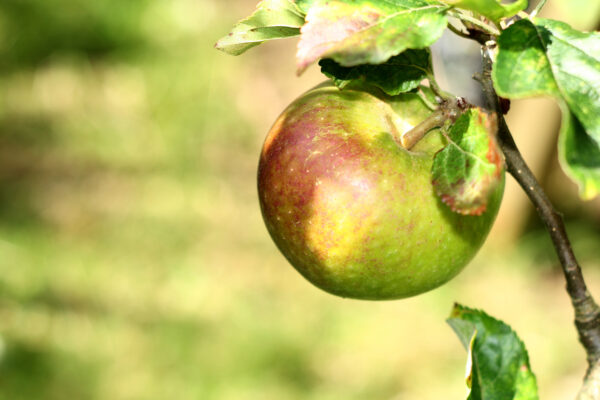 Malus Cox's Orange Pippin / Fruiting Apple tree