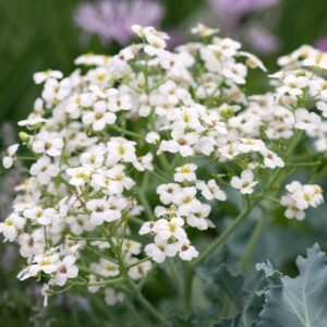 Crambe maritima
