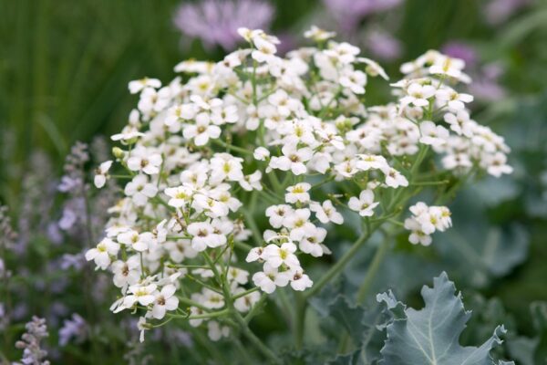 Crambe maritima