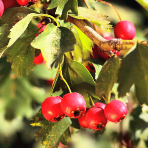 Crataegus monogyna / Common Hawthorn