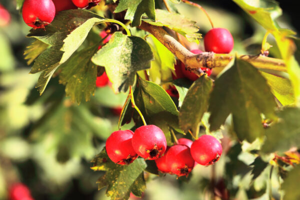 Crataegus monogyna / Common Hawthorn