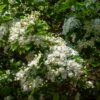 Crataegus x lavalleei 'Carrierei' - 35L 10-12cm girth, 3-3.5m tall