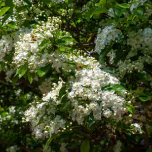 Crataegus x lavalleei 'Carrierei'