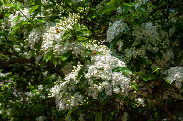 Crataegus x lavalleei 'Carrierei'