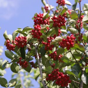 Crataegus persimilis 'Splendens'