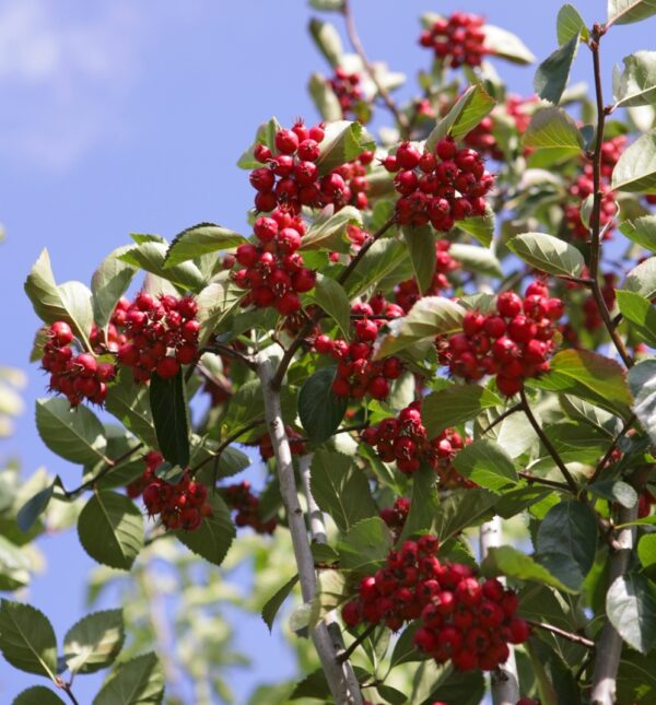 Crataegus persimilis 'Splendens'