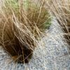 Carex buchananii - 2L