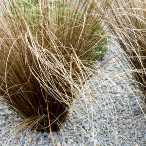 Carex buchananii
