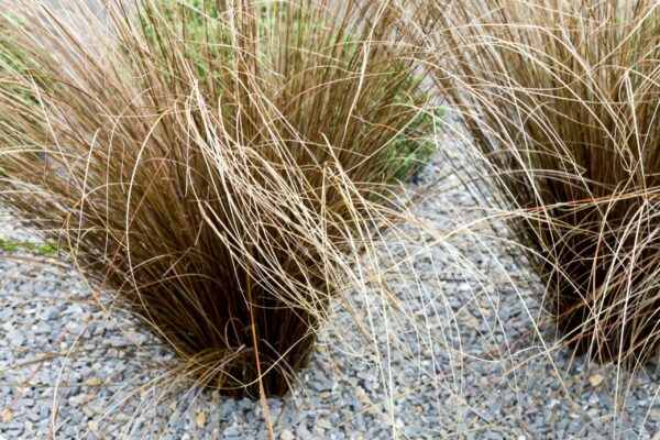 Carex buchananii