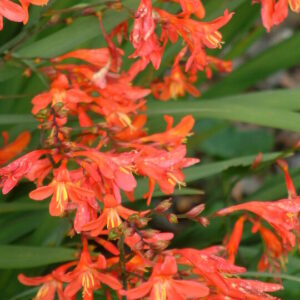 Crocosmia Carmine Brilliant