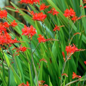 Crocosmia Lucifer