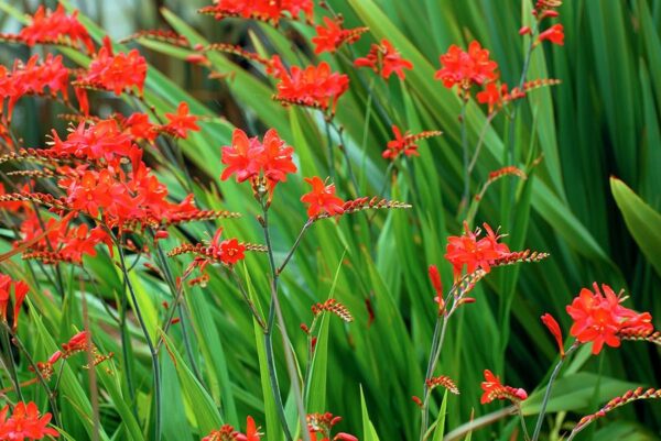 Crocosmia Lucifer