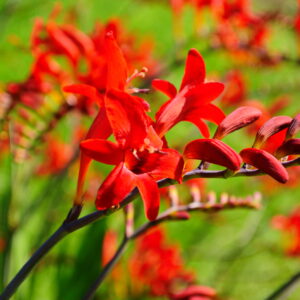 Crocosmia Emberglow