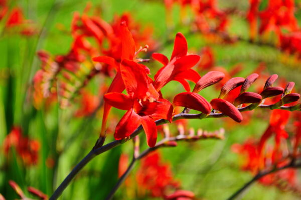 Crocosmia Emberglow