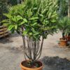 Photinia serr. Crunchy Parachute - Image 2