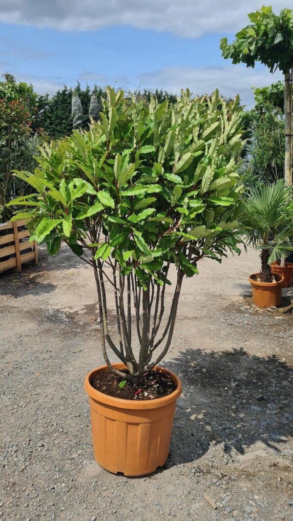 Photinia serr. Crunchy Parachute - Image 2