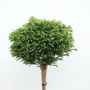 Cryptomeria Little Champions - 1/2 Standard