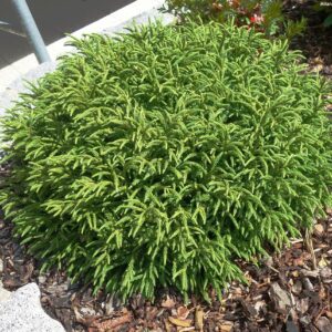 Cryptomeria Little Champions