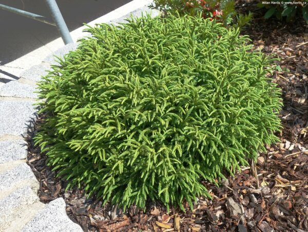 Cryptomeria Little Champions