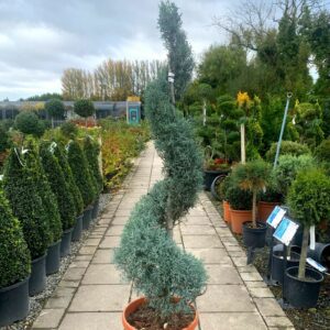 Cupressus Arizonica Fastigiata Spirals