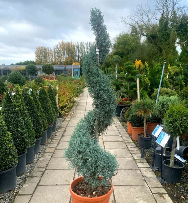 Cupressus Arizonica Fastigiata Spirals