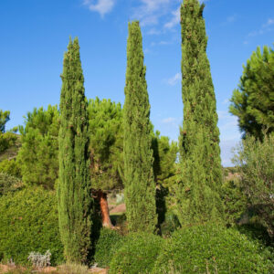 Cupressus Sempervirens Agrimed / Italian Cypress Agrimed
