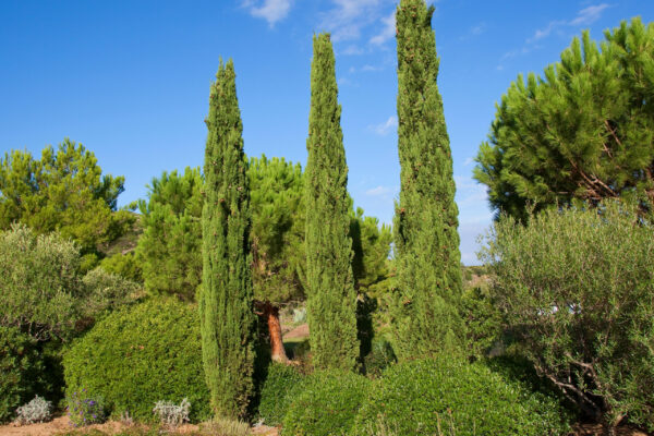 Cupressus Sempervirens Agrimed / Italian Cypress Agrimed