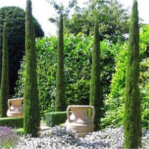 Cupressus sempervirens 'Totem'