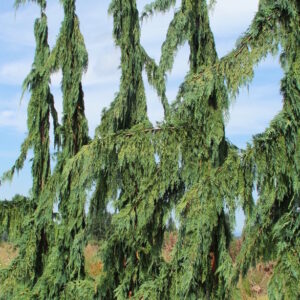 Cupressus nootkatensis 'Green Arrow' / Green Arrow Nootka cypress