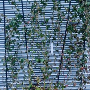 Hedera Helix Espalier