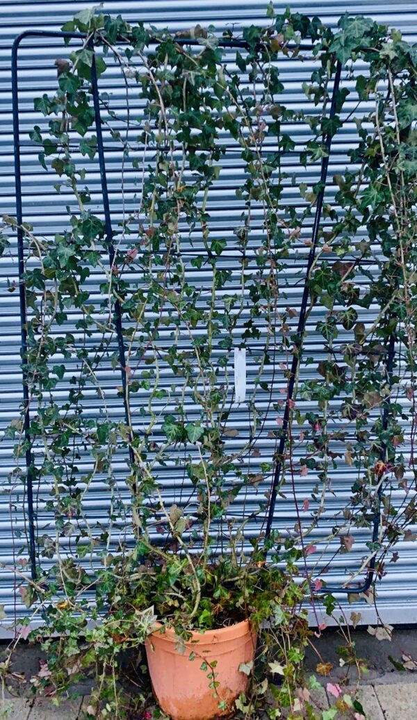 Hedera Helix Espalier