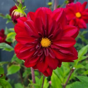 Dahlia Red