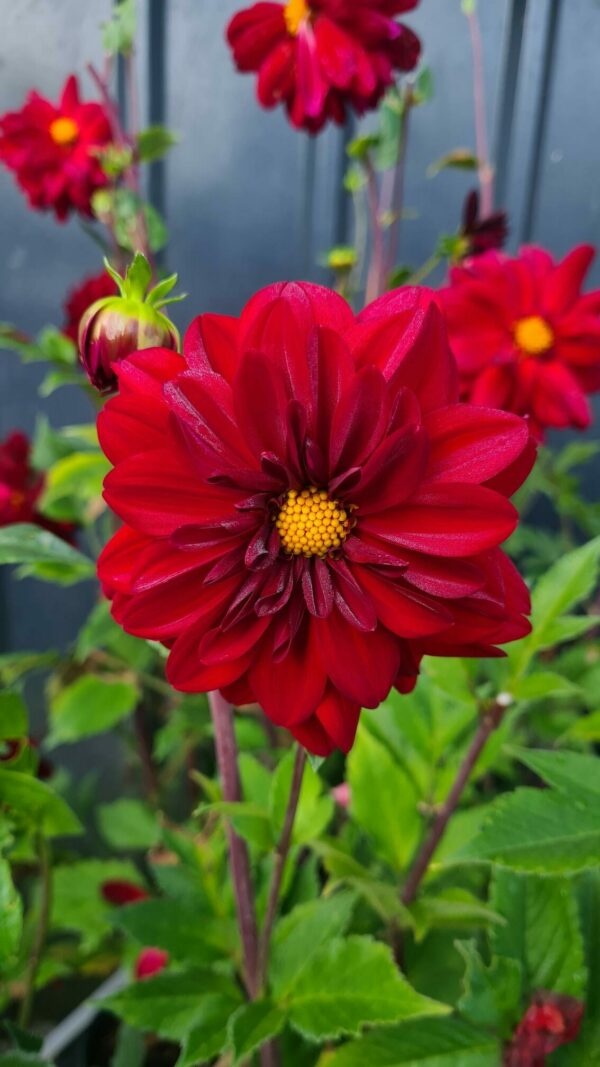 Dahlia Red
