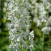 Delphinium Pacific White 'Galahad' - 2L