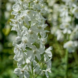 Delphinium Pacific White 'Galahad'