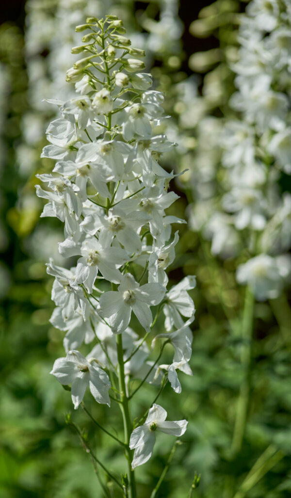 Delphinium Pacific White 'Galahad'