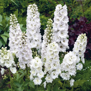 Delphinium Pure White - Magic Fountain