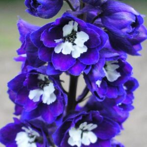 Delphinium Dark Blue White Bee
