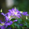 Clematis Jackmanii - 2L 60-80cm