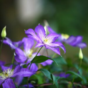 Clematis Jackmanii