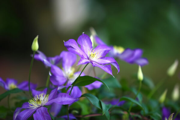 Clematis Jackmanii