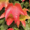 Parthenocissus tricuspidata "Veitchii" / Boston Ivy - 2L 80-100cm