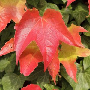 Parthenocissus tricuspidata "Veitchii" / Boston Ivy