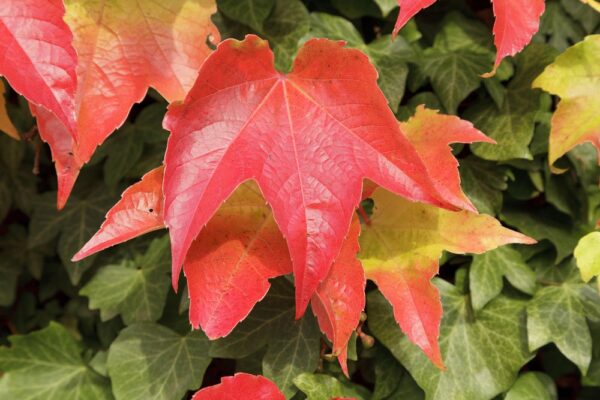 Parthenocissus tricuspidata "Veitchii" / Boston Ivy
