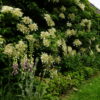 Hydrangea petiolaris / Climbing Hydrangea - 7.5L 100-125cm